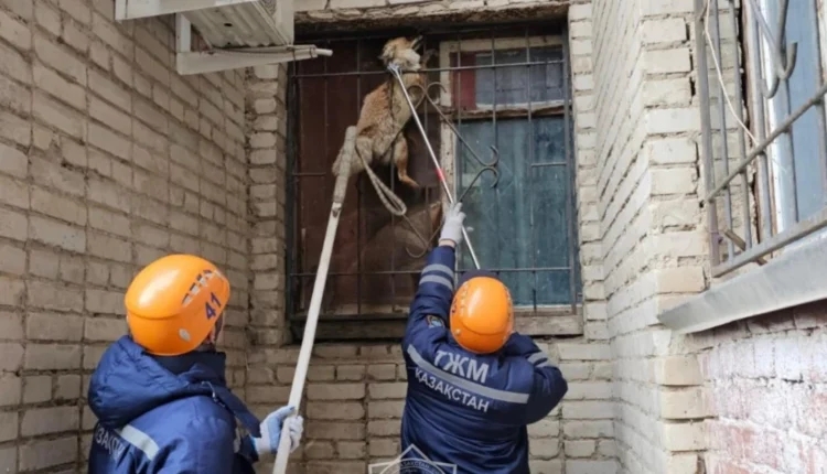 Оралда тұрғын үйдің терезесіне түлкі кептеліп қалған